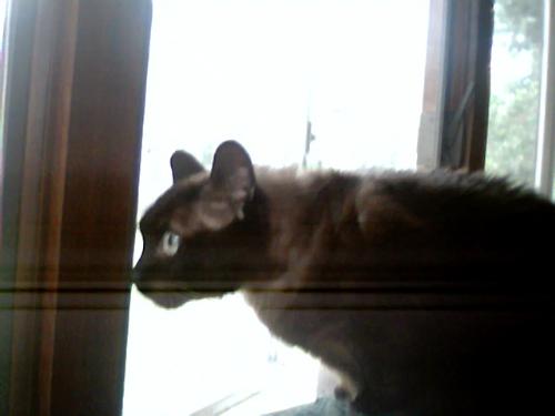 Cocoa..Munchkin Cat - This is Cocoa he is a Munchkin Cat with short front legs, kinda like the Basset Hound of Cats.  He is adopted..aprox 5yrs old 2006
