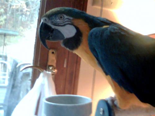 Lucy 2006 - This is Lucy my Blue& Gold Macaw.  She is 11yrs old.  I have had her since she was 7 mos old.