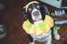 Sir Winston of Eaton 1995 - 2005 - In loving memory of Winston my English Springer Spaniel who was hit by a car and died instantly. Halloween 2004 dressed as a pumpkin and he loved every minute of it.  Winston is my Heart