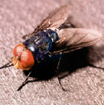 Fly or Mosca - i hate this stupid animal