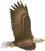 Eagle - The most Beautiful Bird out there.