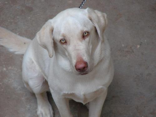 My dog - Photo of My Dog.