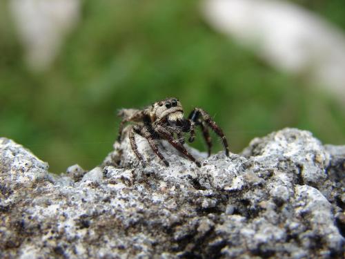 Spider - Spider in my Backyard...