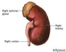 kidney - kidney,kidney function