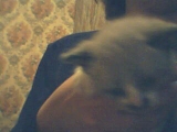 my baby cat - baby cat