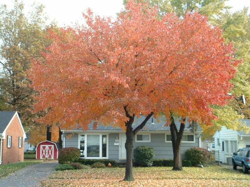 Trees - My neighbor's tree before all the leaves fell off!