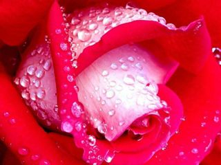 rose  - i love rose.rose is a symbol of love.