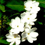 Sampaguita Flower - National Flower of the Phillip - Sampaguita Flower - National Flower of the Phillipines