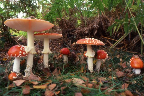 Fly Agaric - This is one of my late father's photographs.  He died in August 2006 after a long battle with Alzeimher's disease.  When he was well his favourite pastime was talking the dog out for walks in the local woods and photographing funghi.  Fly Agaric was a subject that was (and still is) a favourite of the family because of brilliant colours.