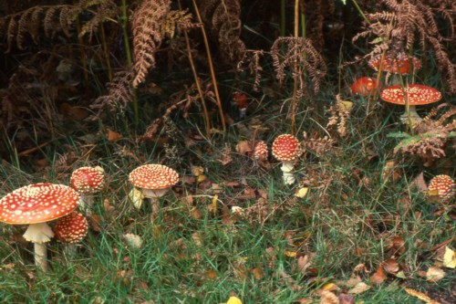 Fly Agaric - This is another photograph of Fly Agaric.  Dad was quite a brilliant photographer in his hey day.  He would diligently 'clean up' the area of his subject and then wait for as long as it took for the correct lighting. He was a true artist and had a wonderful eye for natural history subjects.