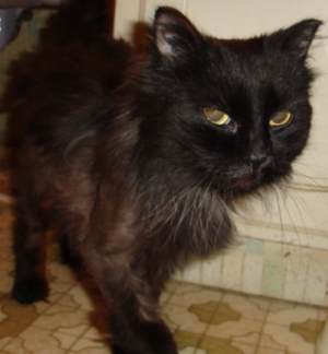 Licorice - Licorice has an immunodefiency disorder which vets are a little unclear about. She is missing patches of fur and it attacks her gums which become quite inflammed and she can hardly eat and cries with pain.