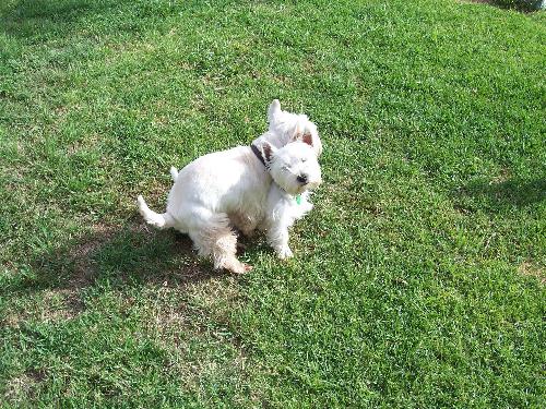 Westies - Campbell and Skye. Good Scottish names for 2 bad Scottish devils. lol