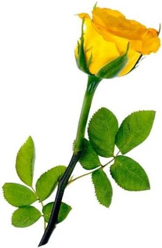 Rose - Rose for everyone ;)