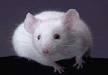 white mice - wm