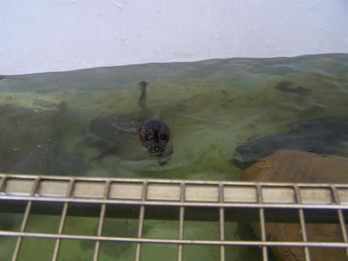 aquariam - aquarium in oregon