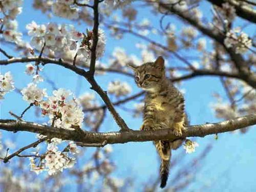a cat on the tree - a cat on the tree,surprised !