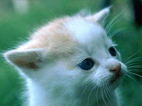 Meow - Cute Kitten! My fav