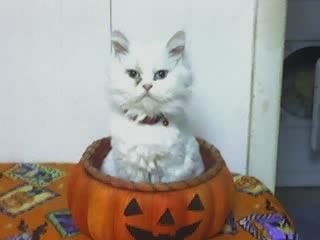 My Cat - This is my white cat, he is a boy. His name is SweetPea!