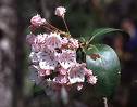 PA State Flower - Mountain Laurel