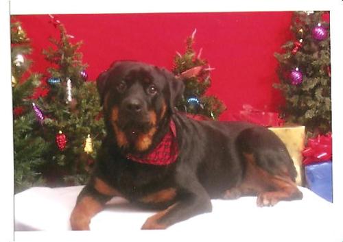 Rooty Cheyenne - My 3 year old rot cheyenne My baby girl.All 135lbs of her