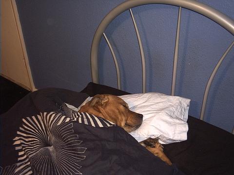 my dog  - picture of my lazy dog  loves to sleep under the covers
