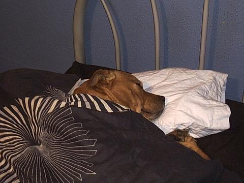 my dog  - ive never meet another dog that uses pillows