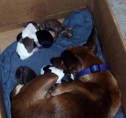 ami and her puppies - our dog ami gave birth to 5 boys and 1 girl on 12-30-06 and stewie is the proud pappa!!!