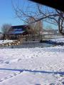snowy morning in Reno, NV - snowing morning at Rancho San Rafel park in Reno, NV