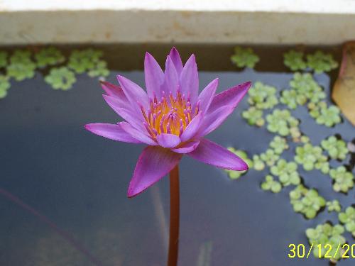 Water Lilly - This is a snap i like...