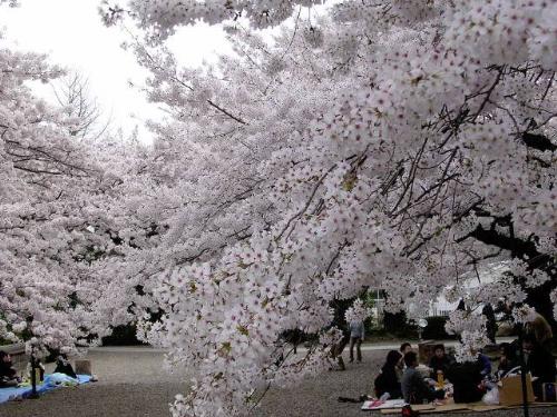 japan  - japan