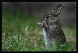 cute bunny - cute bunny