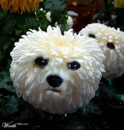 pup - master piece in adobe photo shop