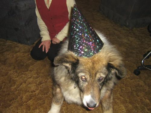 Oh My Look What They Have Done - My beautiful dog on New Years Eve....