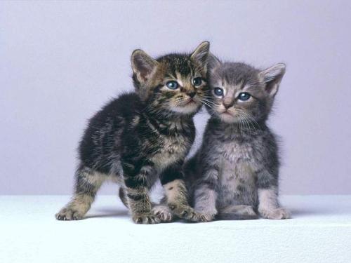 kittens - we both r best friends