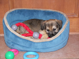 Tonto - This is my new puppy.  He is 8 weeks old and 3 pounds.  I got him from the pound.  I think he is some sort of minature terrier.
