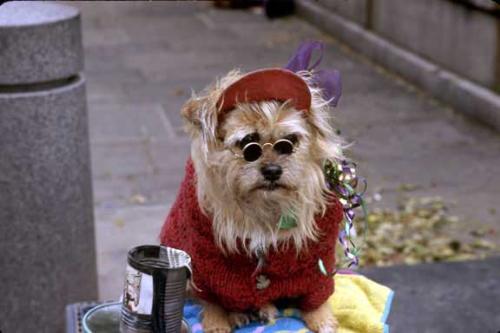 Panhandling Doggie - I thought this was cute but yet makes a point