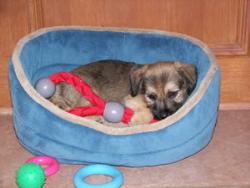 Tonto - My new puppy. He's 8 weeks old. I think he's a terrier mix. I purchased him from the pound on Halloween. Tonto - My new puppy. He's 8 weeks old. I think he's a terrier mix. I purchased him from the pound on Halloween.