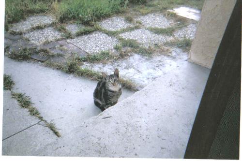 Chuckles the Cat - This was my favorite feral kitten but he was found dead on the side of the street a few weeks ago.