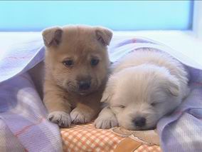 doggie - cute