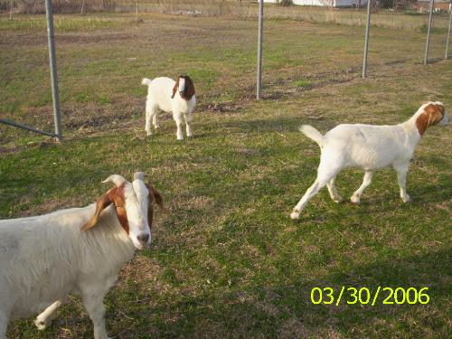 goats - goats