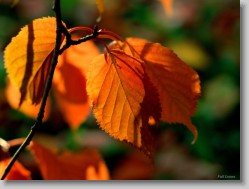 vegetation - a yellow plant