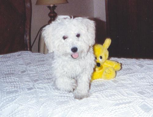 Kyko & Friend - photo of our pet toy poodle and his namesake Kyko, a stuffed yellow bear.