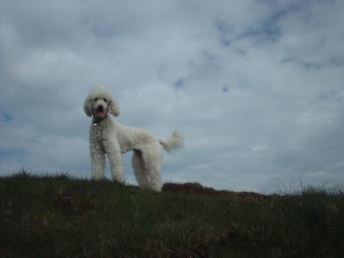 My dog - A photo of my dog on a walk!