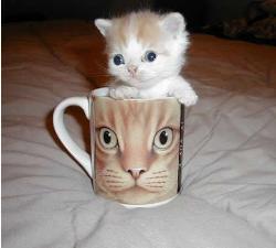 kitty in a cup - kitty in a cup