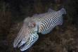 Male Cuttlefish - male cuttlefish