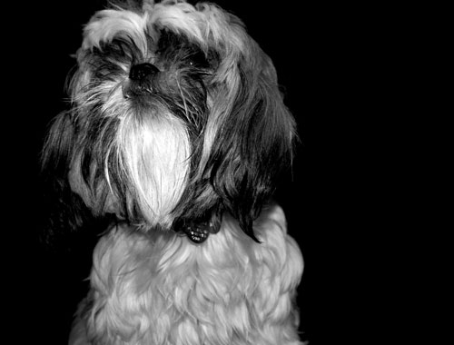 I Love Lucy - This is our Shih Tsu. Her name is Lucy.