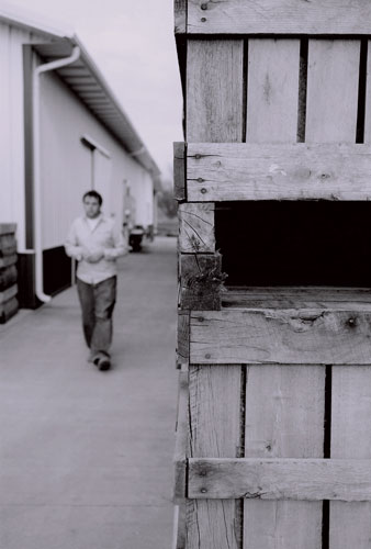 At the Grove 2 - Another shot at the apple grove.