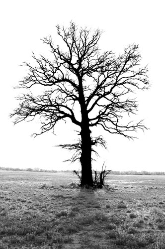 The Burnt Tree - I found this tree in the middle of a field while on an assignment for the newspaper.