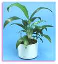 Potted Plant - A potted plant