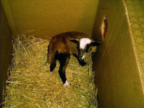 baby barbadoe sheep - this is the baby barbadoe sheep we are bottle feeding..